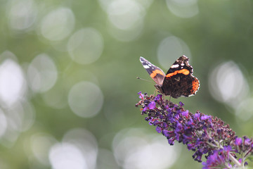 Red admiral butterfly on purple lilac