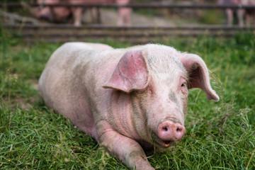 Pig portrait at free range organic pig farm - happy smiling pig with selective focus on pig nose