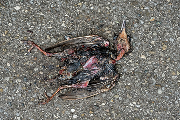 dead bird  decay process lying on the road