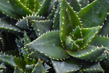 Closeup of a Haworthia plant showing off its deep green color in a succulent garden