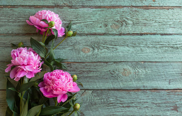 Pink peony flowers on blue wooden table. womans day or wedding background.