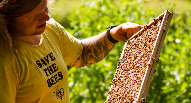 Young male apiculturist checking on his bee colony with sunny backlight conditions