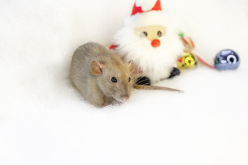 decorative cute brown rat around with a Christmas decor and Santa Claus. The rat is a symbol Of the new year 2020