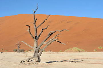 Dead trees in the Namib desert.