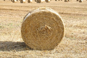 Hay on the field, twisted in large rolls prepared for the winter