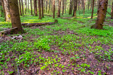 Fototapeta premium Forest glade with delicate white and pink flowers of Oxalis oregana (redwood sorrel, Oregon oxalis) next to green leaves.