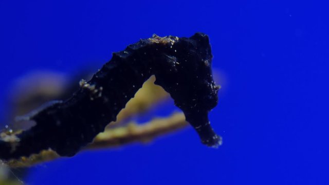 Baby seahorse. 4K footage. red sea