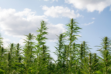 canabis on marijuana field ganja farm sativa leaf weed medical hemp hash plantation cannabis legal...