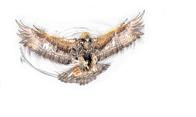 Illustration of a golden eagle diving with wings spread out