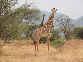Giraffe hoch 2