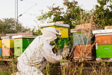 Experienced senior beekeeper working in apiary