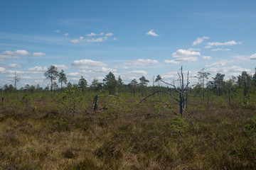 Yelnya swamp - National Landscape Reserve, Belarus