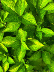 garden green leaves abstract background