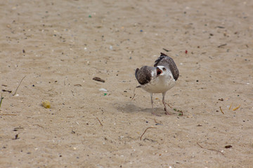 A screaming Herring gull on the sand.