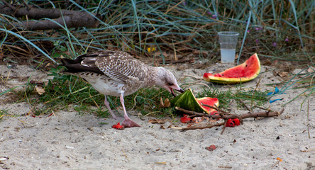 The herring seagull eats leftover food thrown by people on the beach.
