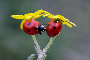 yellow flower and ladybird