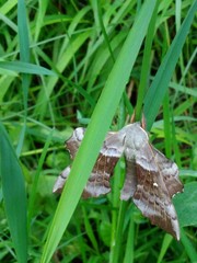 big butterfly in green grass