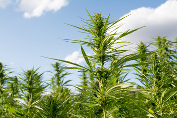 canabis on marijuana field ganja farm sativa leaf weed medical hemp hash plantation cannabis legal...