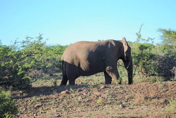 Fototapeta na wymiar Wild elephants in a South African nature reserve