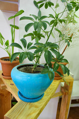 Decorative green houseplants in brawn pot standing on blue wooden table