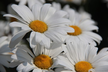 Obraz premium White daisies in the summer garden