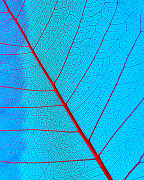 Macro photo of the smallest veines of organic leaf on a blue background. Natural pattern for layout.