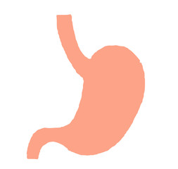A simple illustration representing a stomach