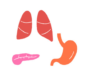 Human internal organs (pancreas, lungs and stomach)
