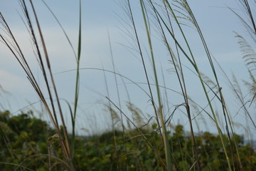 Gulf Coast at Sunset