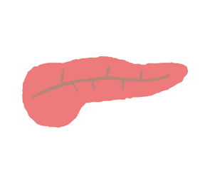 A simple illustration representing the pancreas
