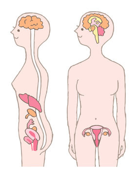 Illustration Representing Female Hormones In Human Body