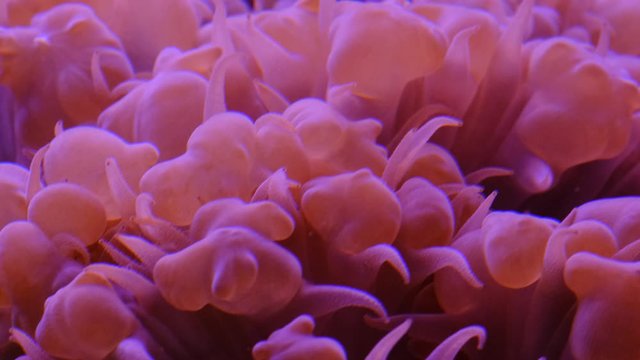 Closeup of soft corals polyps Macro 1:1, Underwater shot