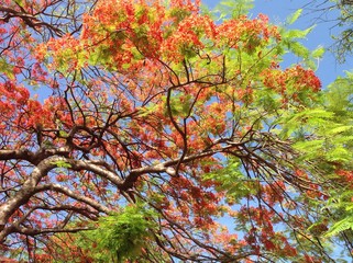 Flowering tree. Green leaves and branches with orange flowers. Spring season