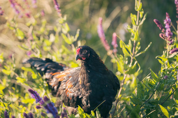 Rooster Black copper marans