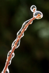 Bourgeon dans la glace