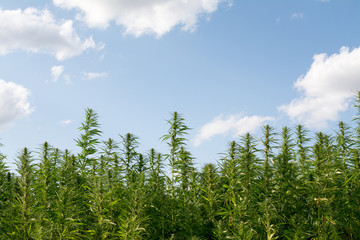 canabis on marijuana field ganja farm sativa leaf weed medical hemp hash plantation cannabis legal...