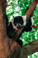 Obraz premium black and white lemur sleeping on a branch in the wild