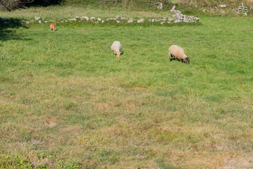 Cabra blanca, cabra marrón y oveja pastando en un campo verde