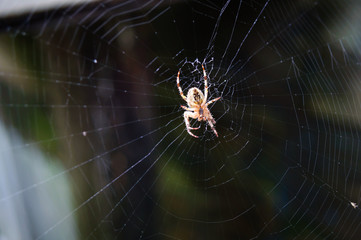 A spider spinning a web in the garden.