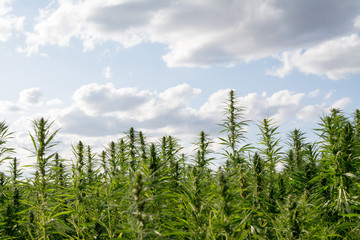 canabis on marijuana field ganja farm sativa leaf weed medical hemp hash plantation cannabis legal...