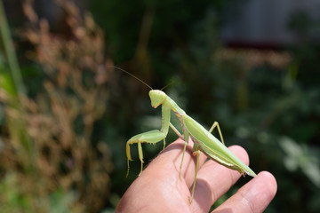Praying mantis on man's hand.