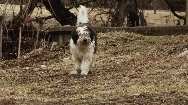 Bobtail Dog Or Old English Sheepdog Near Wooden Fence On The Field In Patagonia.
