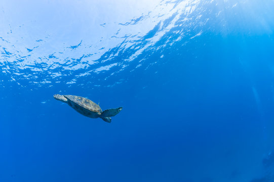 Green Turtle (varied poses)