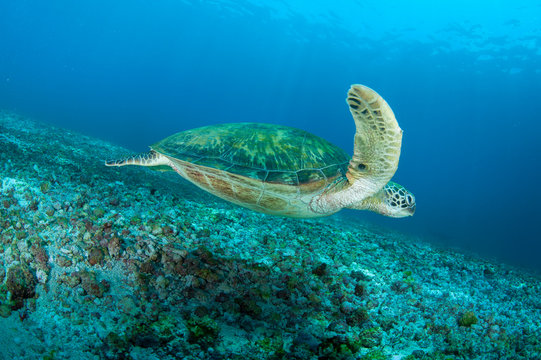 Green Turtle (varied poses)