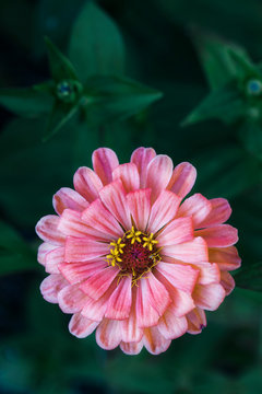 pink zinnia in a garden