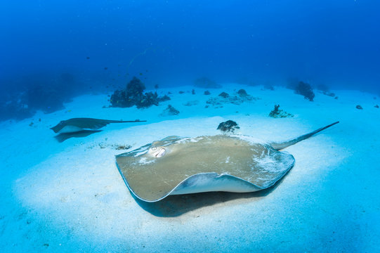 Jenkin's Ray - Pregnant Female with a Patrolling Male