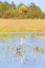 Great Blue Heron feeding in flooded Central Florida field.