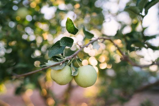 Green apples in an orchard with sunlight filtering through the trees