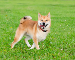 Energetic puppy Shiba Inu is walking and playing. How to protect your dog from overheating. Dog is getting thirsty.