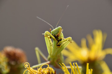 The female praying mantis devouring wasp